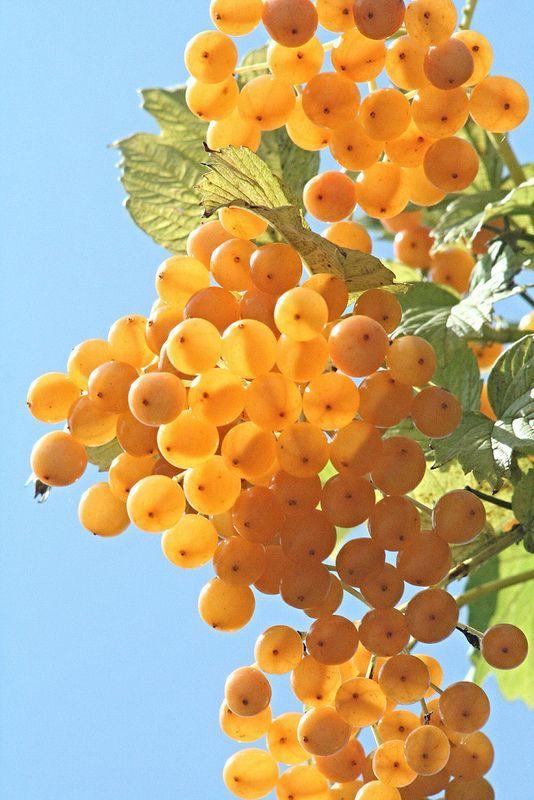 Harvest Medley: Sun-Kissed Fruits and Rustic Veggies