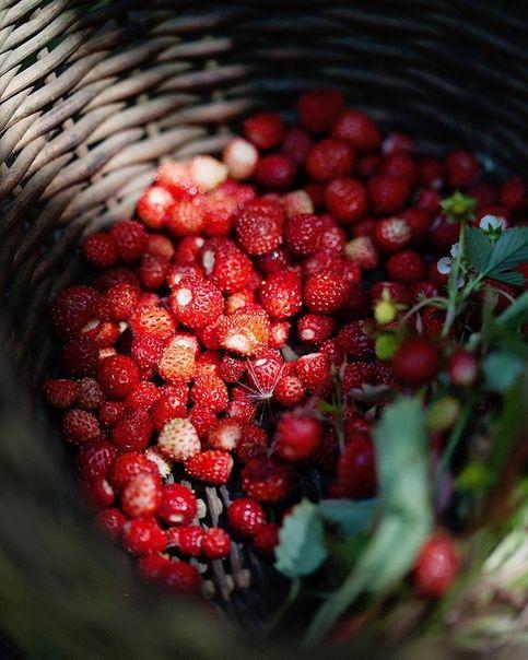 Nature's Burst: Fresh Farm-Picked Produce Medley